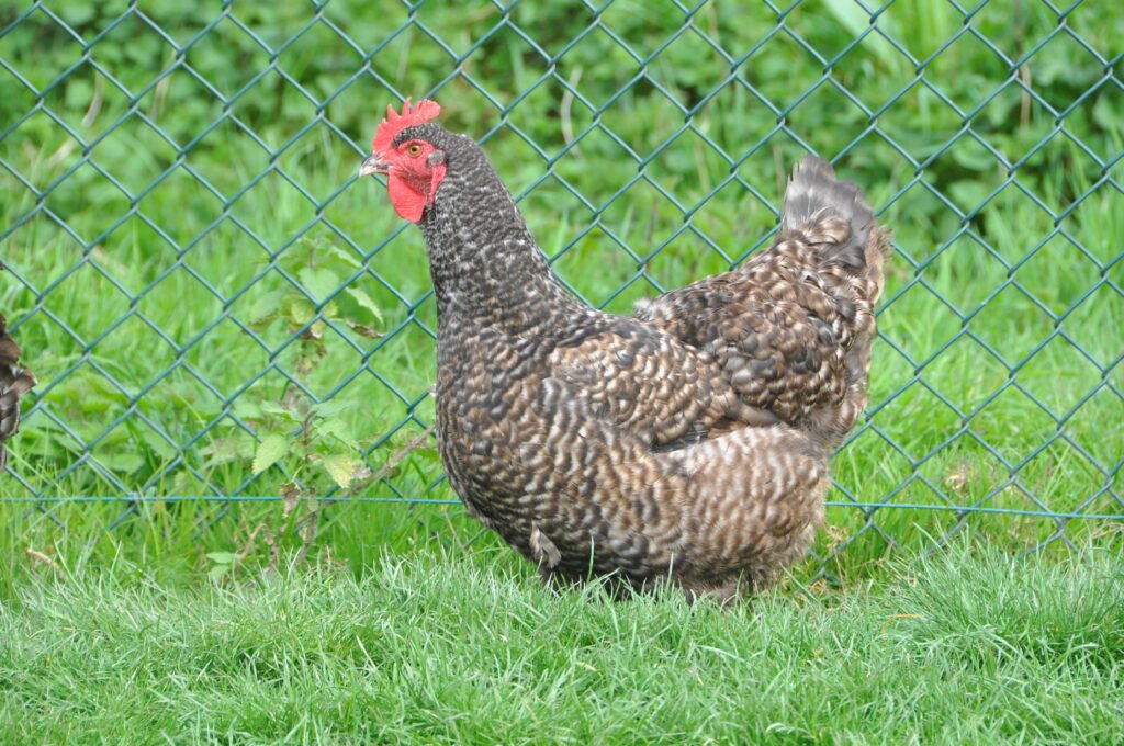 Poule Coucou - race française au plumage gris barré